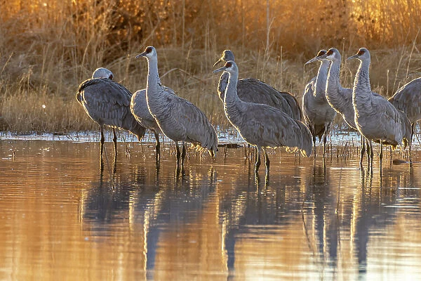 USA, New Mexico, Bernardo Wildlife Management Area. Sandhill cranes at dawn in pond. Date: 09-02-2021