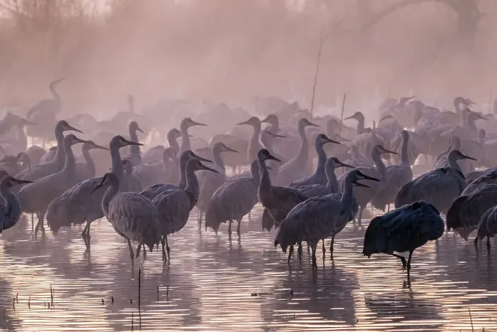 Framed Print : USA, New Mexico, Bernardo Wildlife Management Area. Sandhill cranes and foggy sunrise. Date: 30-12-2020