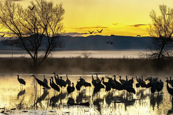 Framed Print : USA, New Mexico, Bernardo Wildlife Management Area. Sandhill cranes in water on foggy sunrise. Date: 30-12-2020 Framed Print : USA, New Mexico, Bernardo Wildlife Management Area. Sandhill cranes in water on foggy sunrise. Date: 30-12-2020