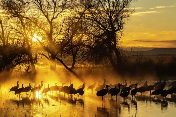 Framed Print : USA, New Mexico, Bernardo Wildlife Management Area. Sandhill cranes in water on foggy sunrise. Date: 30-12-2020 Framed Print : USA, New Mexico, Bernardo Wildlife Management Area. Sandhill cranes in water on foggy sunrise. Date: 30-12-2020