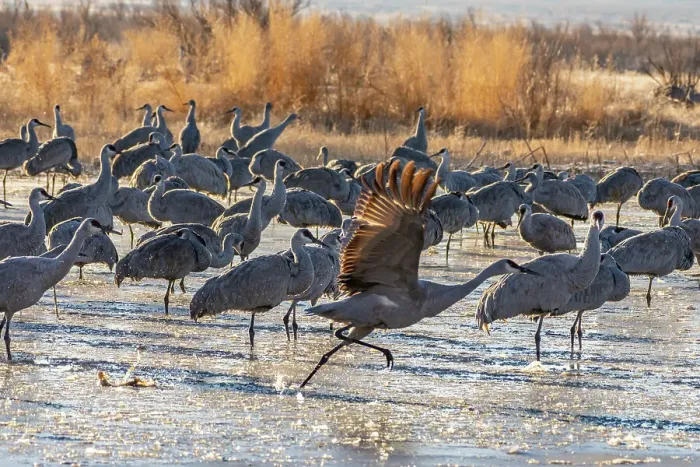 Framed Print : USA, New Mexico, Bernardo Wildlife Management Area. Sandhill cranes at dawn in partially frozen pond. Date: 27-01-2021 Framed Print : USA, New Mexico, Bernardo Wildlife Management Area. Sandhill cranes at dawn in partially frozen pond. Date: 27-01-2021