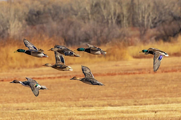 USA, New Mexico, Bosque del Apache National Wildlife Refuge. Mallard and pintail ducks in flight. Date: 29-11-2020