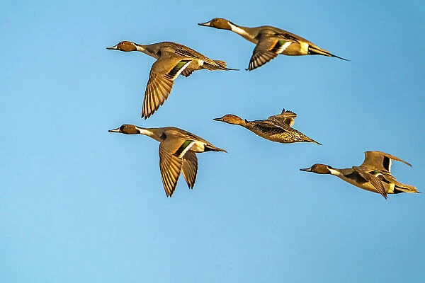 USA, New Mexico, Bosque del Apache National Wildlife Refuge. Pintail duck males and female in flight. Date: 29-11-2020