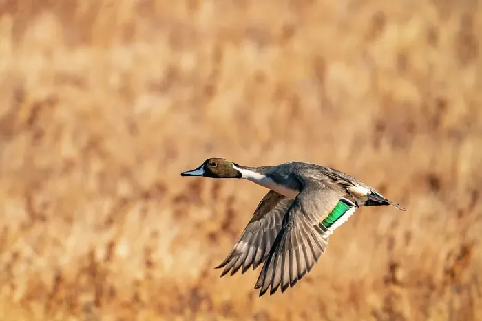 Framed Print : USA, New Mexico, Bosque del Apache National Wildlife Refuge. Pintail duck drake in flight. Date: 29-11-2020 Framed Print : USA, New Mexico, Bosque del Apache National Wildlife Refuge. Pintail duck drake in flight. Date: 29-11-2020