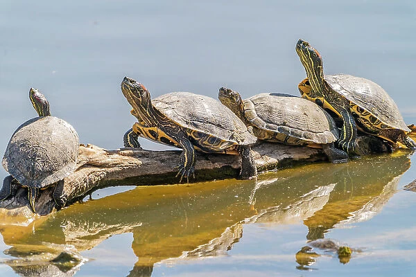 USA, New Mexico, Rio Grande Nature Center State Park. Red-eared slider turtles resting on log. Date: 14-04-2021