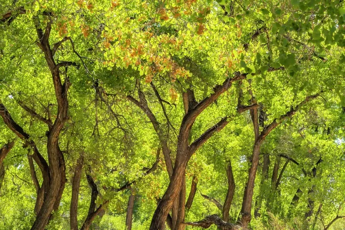 Framed Print : USA, New Mexico, Rio Rancho Bosque. Cottonwood trees backlit in spring. Date: 19-05-2021 Framed Print : USA, New Mexico, Rio Rancho Bosque. Cottonwood trees backlit in spring. Date: 19-05-2021