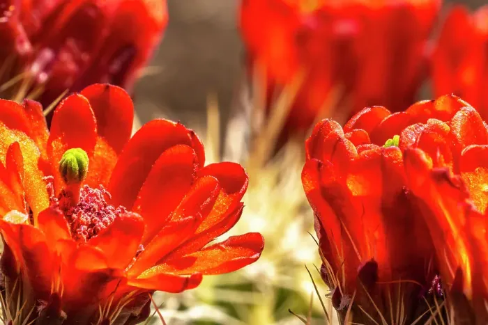 Framed Print : USA, New Mexico, Sandia Mountains. Claret-cup cactus blossoms. Date: 08-05-2021 Framed Print : USA, New Mexico, Sandia Mountains. Claret-cup cactus blossoms. Date: 08-05-2021
