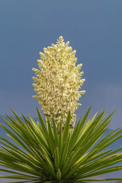 Yucca in Bloom Print, New Mexico Landscape. Art Prints, Posters