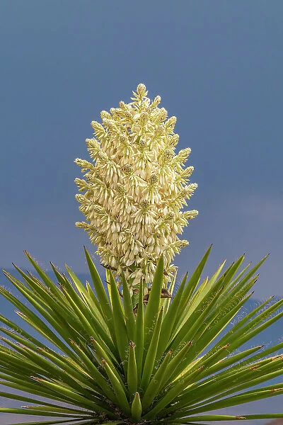 USA, New Mexico, Sandoval County. Yucca plant in bloom. Date: 07-05-2021