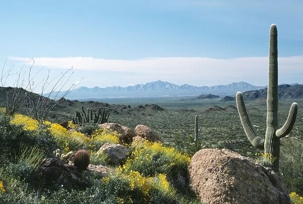 USA - Ocotillo, Brittle-bush & Saguaro Cactus. Sonoran Desert, Arizona
