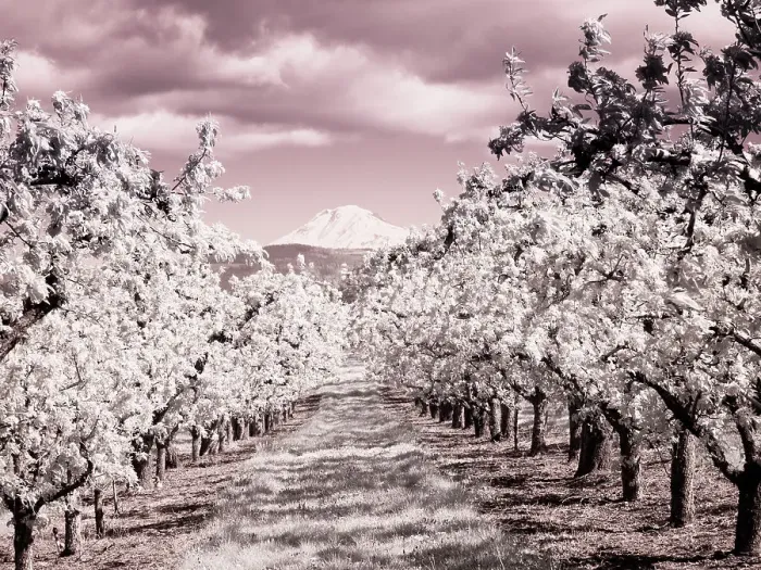 Framed Print : USA, Oregon, Columbia Gorge. Infrared of Spring orchards and Mount Rainier Date: 22-04-2021 Framed Print : USA, Oregon, Columbia Gorge. Infrared of Spring orchards and Mount Rainier Date: 22-04-2021