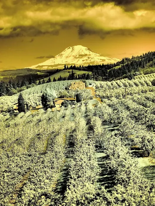 Framed Print : USA, Oregon, Columbia Gorge. Infrared of Spring orchards and Mount Rainier Date: 22-04-2021 Framed Print : USA, Oregon, Columbia Gorge. Infrared of Spring orchards and Mount Rainier Date: 22-04-2021