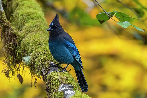 USA, Oregon, Silver Falls State Park. Steller's jay on branch. Date: 18-10-2021