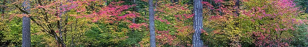 USA, Oregon, Silver Falls State Park. Autumn forest panoramic. Date: 19-10-2021
