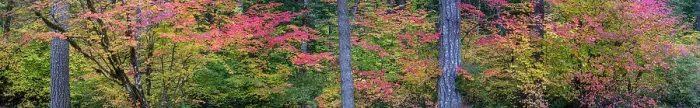 Framed Print : USA, Oregon, Silver Falls State Park. Autumn forest panoramic. Date: 19-10-2021 Framed Print : USA, Oregon, Silver Falls State Park. Autumn forest panoramic. Date: 19-10-2021