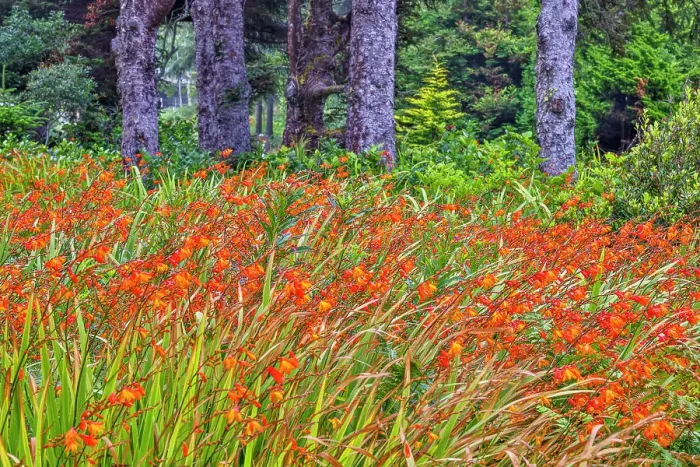 Framed Print : Usa, Oregon, Yachats. Plantings Date: 03-08-2021