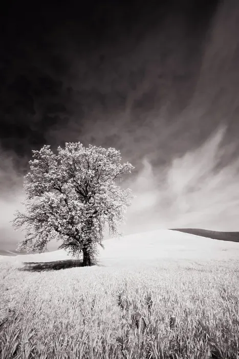 Framed Print : USA, Palouse Country, Infrared Palouse fields and lone tree Date: 09-06-2011 Framed Print : USA, Palouse Country, Infrared Palouse fields and lone tree Date: 09-06-2011