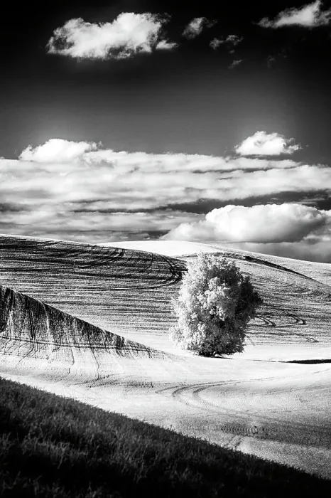 Framed Print : USA, Palouse Country, Washington State. Infrared Palouse fields and lone tree Date: 09-06-2011 Framed Print : USA, Palouse Country, Washington State. Infrared Palouse fields and lone tree Date: 09-06-2011