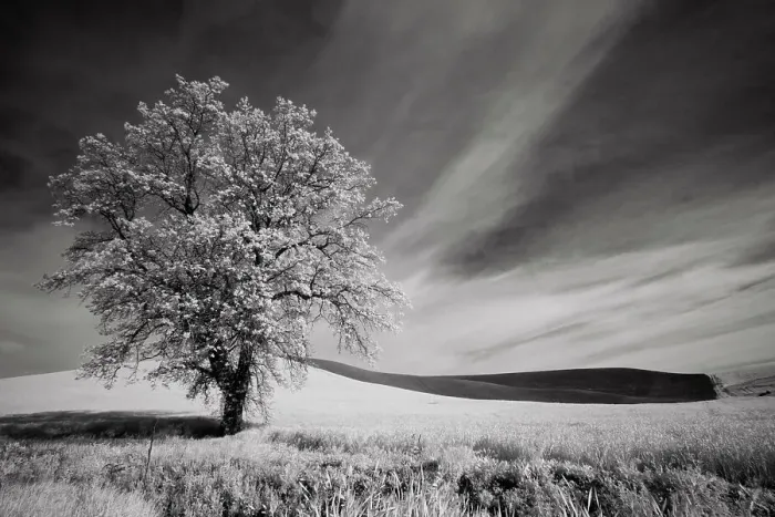 Framed Print : USA, Palouse Country, Washington State. Infrared Palouse fields and lone tree Date: 09-06-2011 Framed Print : USA, Palouse Country, Washington State. Infrared Palouse fields and lone tree Date: 09-06-2011
