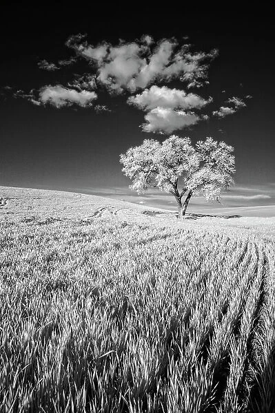 USA, Palouse Country, Washington State, Infrared Palouse fields and lone tree Date: 09-06-2011