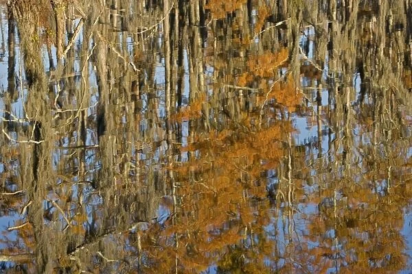 USA - Reflection of Bald Cypress Trees in Swamp Water, Autumn. (Taxodium distichum) Louisiana, USA