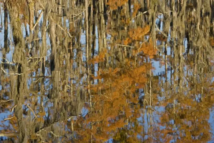 Framed Print : USA - Reflection of Bald Cypress Trees in Swamp Water, Autumn. (Taxodium distichum) Louisiana, USA Framed Print : USA - Reflection of Bald Cypress Trees in Swamp Water, Autumn. (Taxodium distichum) Louisiana, USA