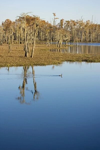 USA - Reflection of Bald Cypress Trees in Swamp Water, autumn. (Taxodium distichum) Louisiana, USA