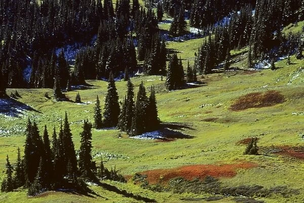 USA - subalpine meadow dotted with Subalpine firs, September. Olympic National Park Washington. SO70
