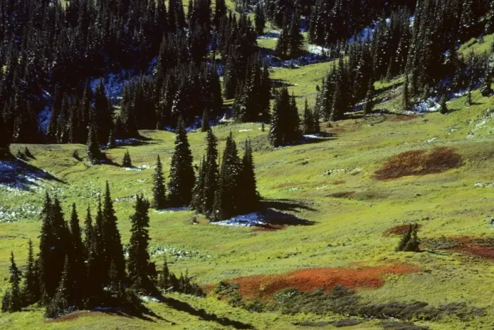 Framed Print : USA - subalpine meadow dotted with Subalpine firs, September. Olympic National Park Washington. SO70 Framed Print : USA - subalpine meadow dotted with Subalpine firs, September. Olympic National Park Washington. SO70