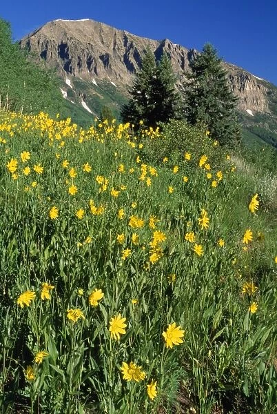 USA - sunflowers & Gothic Mountain - Gunnison National Park - Colorado