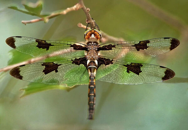 USA, Texas, Austin. Male prince baskettail dragonfly on branch. Date: 22-06-2010