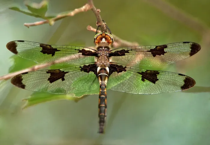 Framed Print : USA, Texas, Austin. Male prince baskettail dragonfly on branch. Date: 22-06-2010 Framed Print : USA, Texas, Austin. Male prince baskettail dragonfly on branch. Date: 22-06-2010