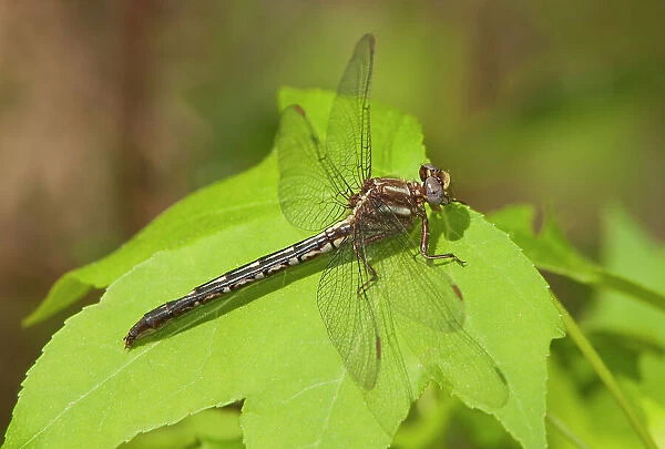 USA, Texas. Female ashy clubtail dragonfly on leaf. Date: 12-04-2010