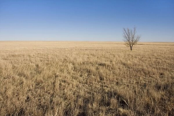 USA - Texas Panhandle Prairie. January
