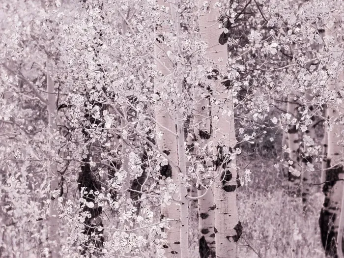 Framed Print : USA, Utah, Aspen Grove in infrared of the Logan Pass area Date: 25-09-2020 Framed Print : USA, Utah, Aspen Grove in infrared of the Logan Pass area Date: 25-09-2020