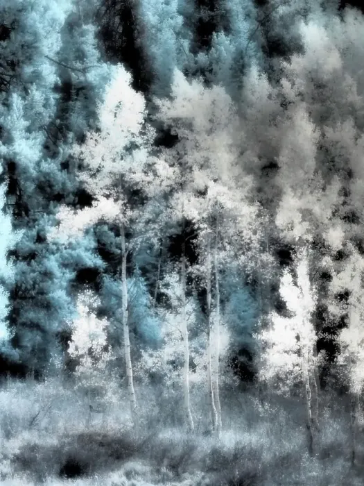 Framed Print : USA, Utah, Aspen Grove in infrared of the Logan Pass area Date: 25-09-2020 Framed Print : USA, Utah, Aspen Grove in infrared of the Logan Pass area Date: 25-09-2020