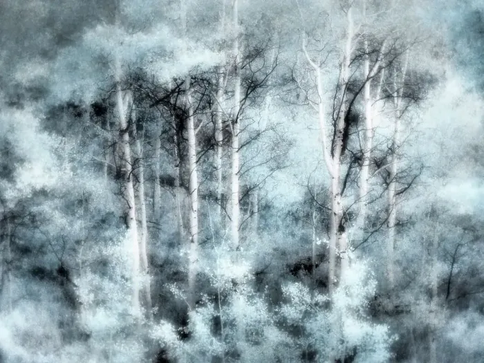 Framed Print : USA, Utah, Aspen Grove in infrared of the Logan Pass area Date: 25-09-2020 Framed Print : USA, Utah, Aspen Grove in infrared of the Logan Pass area Date: 25-09-2020