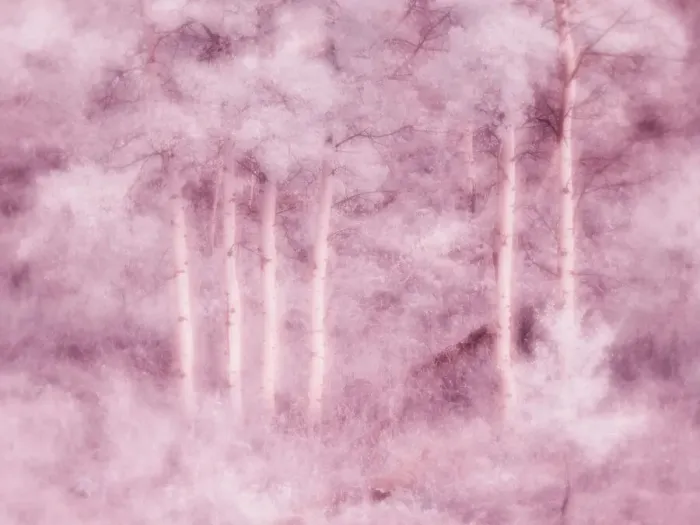 Framed Print : USA, Utah, Aspen Grove in infrared of the Logan Pass area Date: 25-09-2020 Framed Print : USA, Utah, Aspen Grove in infrared of the Logan Pass area Date: 25-09-2020