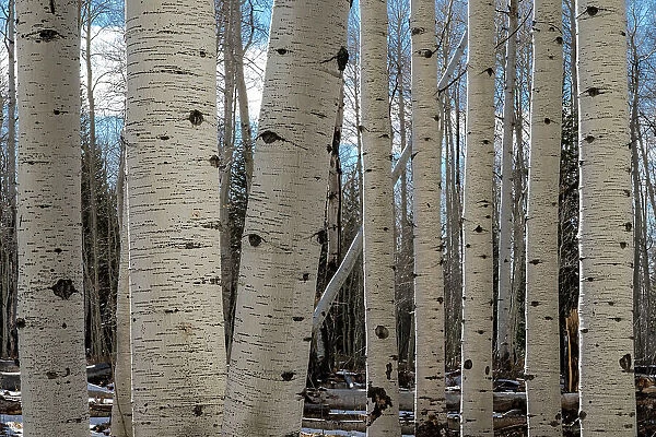 USA, Utah. Detail of aspen trunks in Manti-La Sal National Forest. Date: 01-11-2020