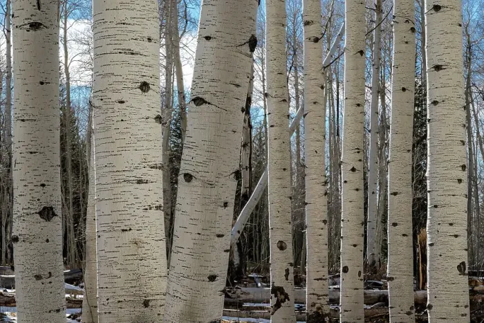 Framed Print : USA, Utah. Detail of aspen trunks in Manti-La Sal National Forest. Date: 01-11-2020 Framed Print : USA, Utah. Detail of aspen trunks in Manti-La Sal National Forest. Date: 01-11-2020