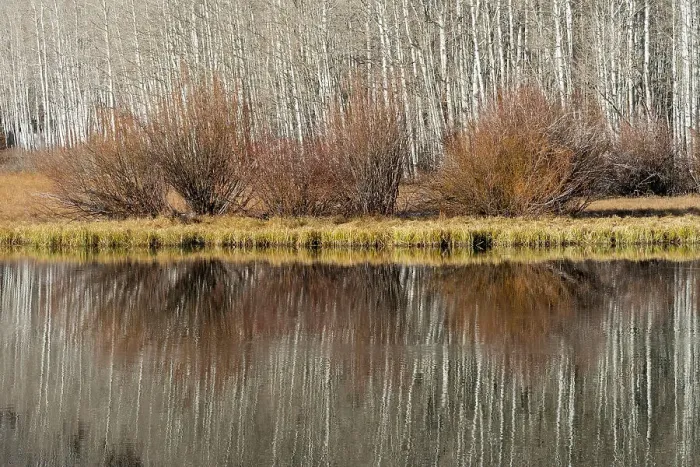 Framed Print : USA, Utah. Aspen and willow reflections on Warner Lake, Manti-La Sal National Forest. Date: 01-11-2020 Framed Print : USA, Utah. Aspen and willow reflections on Warner Lake, Manti-La Sal National Forest. Date: 01-11-2020