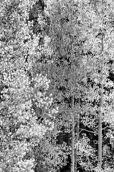 USA, Utah. Black and white, autumn aspen and ponderosa pine on Boulder Mountain, Dixie National Forest. Date: 17-10-2020