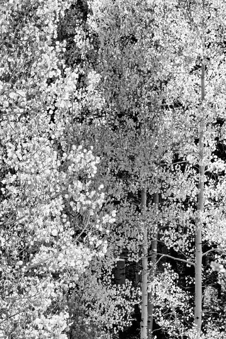 Framed Print : USA, Utah. Black and white, autumn aspen and ponderosa pine on Boulder Mountain, Dixie National Forest. Date: 17-10-2020 Framed Print : USA, Utah. Black and white, autumn aspen and ponderosa pine on Boulder Mountain, Dixie National Forest. Date: 17-10-2020