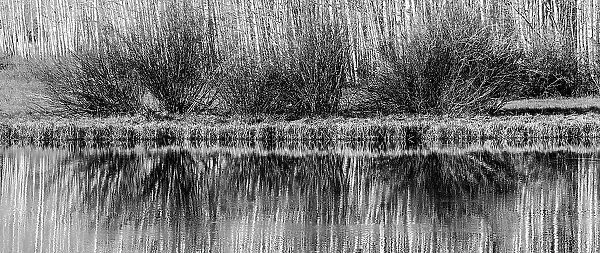 USA, Utah. Black and white image of aspen and willow reflections on Warner Lake, Manti-La Sal National Forest. Date: 01-11-2020