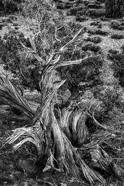 USA, Utah. Black and white image. Twisted Juniper surviving in the desert, Sand Flats Recreation Area, near Moab. Date: 05-03-2021