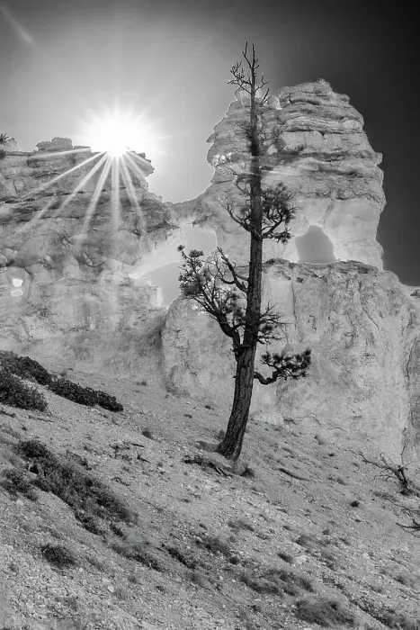 Framed Print : USA, Utah. Black and white. Ponderosa pine and hoodoos with starburst, Bryce Canyon National Park. Date: 18-10-2020 Framed Print : USA, Utah. Black and white. Ponderosa pine and hoodoos with starburst, Bryce Canyon National Park. Date: 18-10-2020