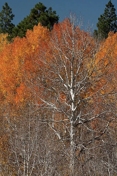 USA, Utah. Colorful autumn aspen on Boulder Mountain, Dixie National Forest. Date: 17-10-2020