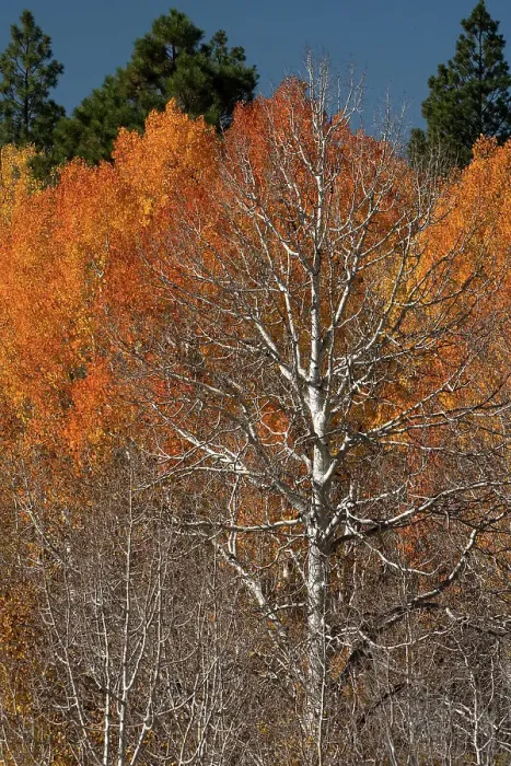 Framed Print : USA, Utah. Colorful autumn aspen on Boulder Mountain, Dixie National Forest. Date: 17-10-2020