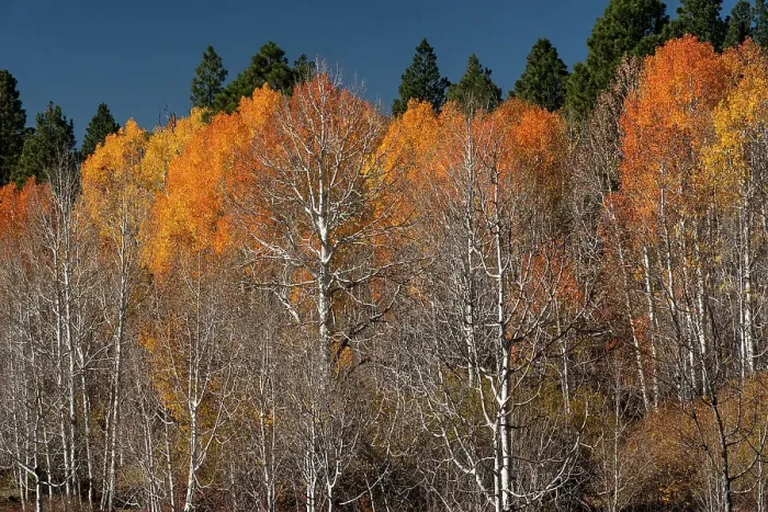 Framed Print : USA, Utah. Colorful autumn aspen on Boulder Mountain, Dixie National Forest. Date: 17-10-2020 Framed Print : USA, Utah. Colorful autumn aspen on Boulder Mountain, Dixie National Forest. Date: 17-10-2020