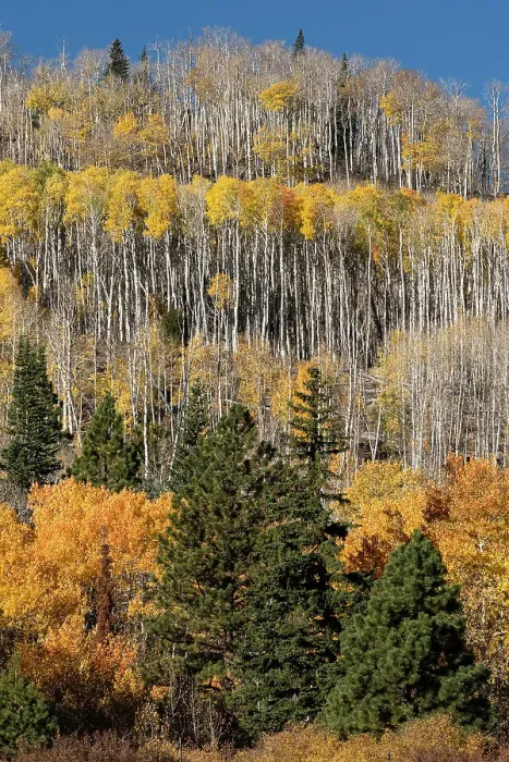 Framed Print : USA, Utah. Colorful autumn aspen on Boulder Mountain, Dixie National Forest. Date: 17-10-2020 Framed Print : USA, Utah. Colorful autumn aspen on Boulder Mountain, Dixie National Forest. Date: 17-10-2020